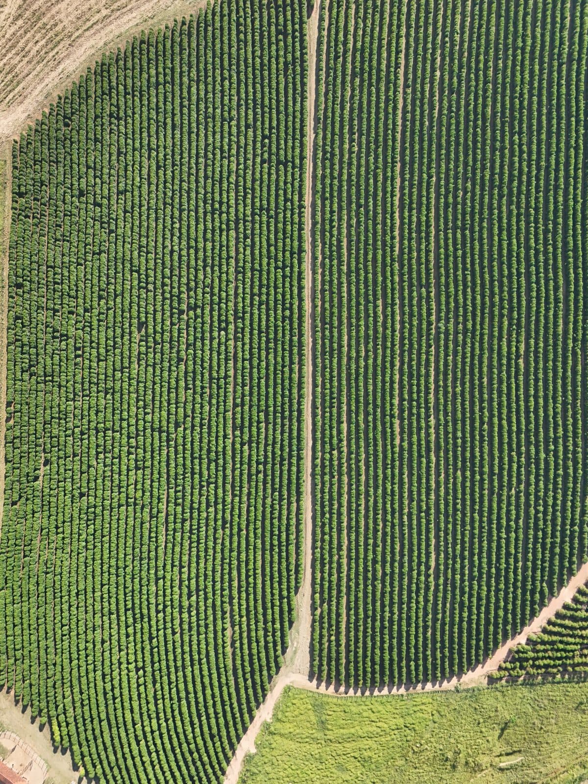 Linhas do café · Guaxupé, MG